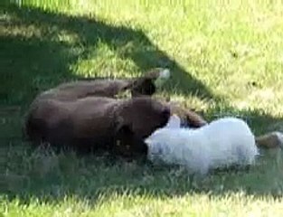 Big Dog, Little Dog