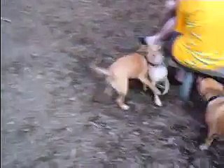 Three Little Puggles