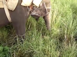 Domestic elephant eating grass