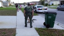 Pasco Sheriff's Deputy wrangles gator in Lutz