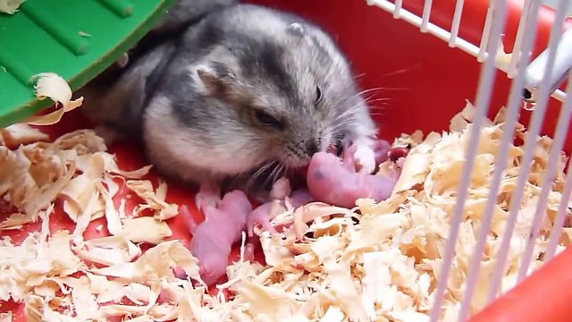 Nascimento de filhotes de Hamster.
