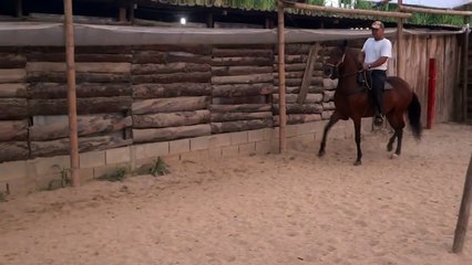 Potro en Venta Trochador Galopero