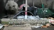 Blind and flea infested dog rescued from trash pile (Faith in Humanity: Restored)