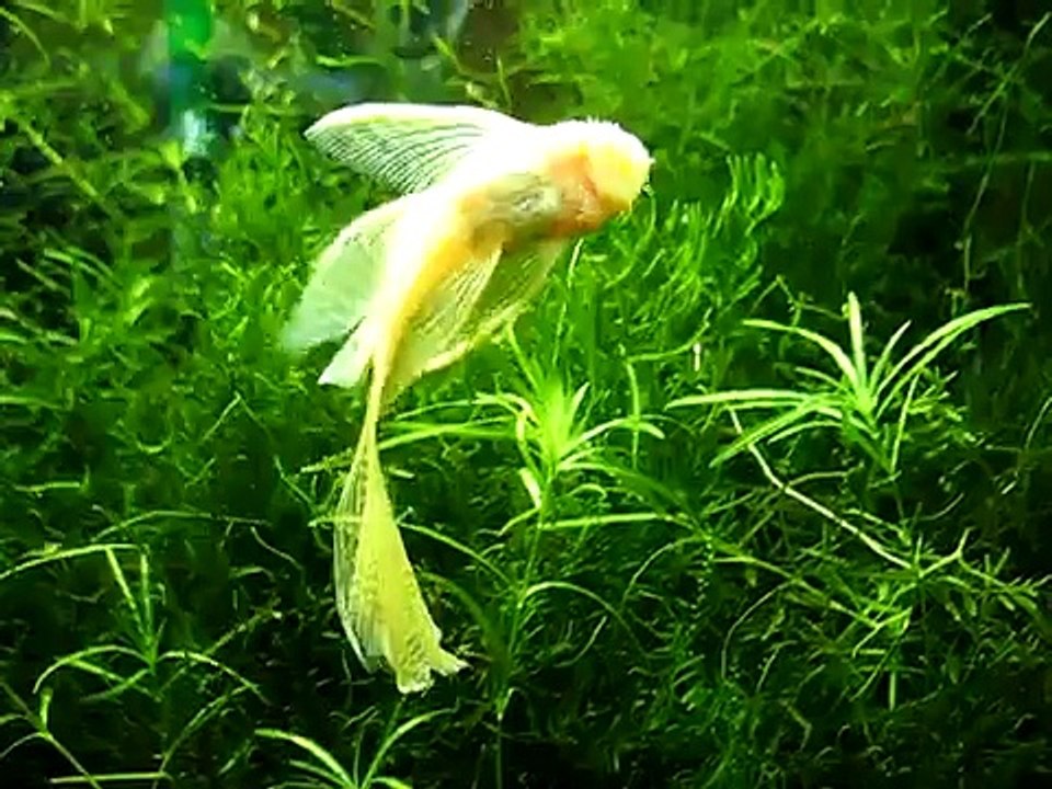 Albino longfin bristlenose pleco eating algae from aquarium side