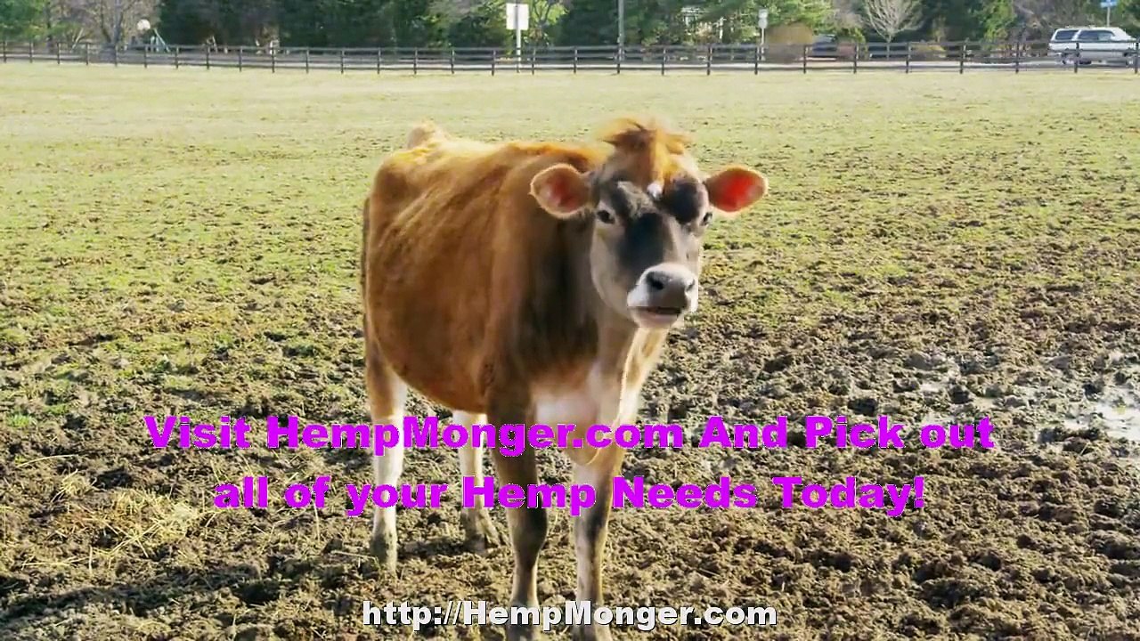 Hemp Seeds | Hemp Goods | Hemp Oils | Hemp Products | Everything Hemp | Hemp Reviews | HempMonger