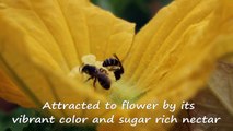 Pollination of Flowers by Bees (Live shots of Squash Bees in Terrace Garden)