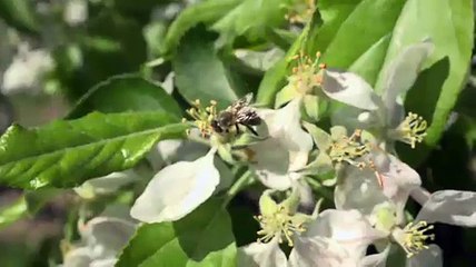 Südtirol - Apfelblüten so weit das Auge reicht