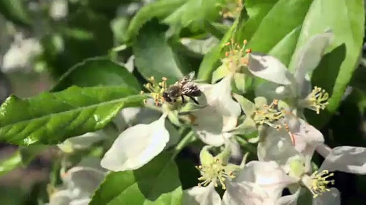 Südtirol - Apfelblüten so weit das Auge reicht