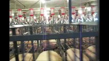 Grabaciones revelan cómo cerdas y lechones son maltratados en una granja industrial