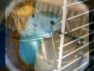 The Cute Budgies Parade