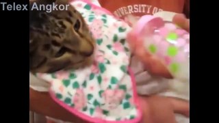 Funny Cats Video   Funny Cat videos Compilation 2015   Funny Animal #0021