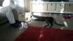 9 week old Whippet 'Loki' playing with 6 month old Lurcher 'Storm'
