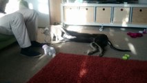 9 week old Whippet 'Loki' playing with 6 month old Lurcher 'Storm'