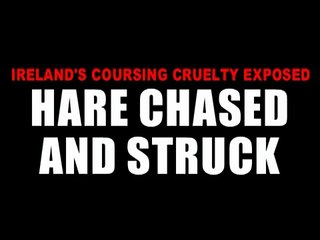 Coursing Cruelty: Hare chased and struck