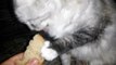 Ce chat en galère pour manger du pain
