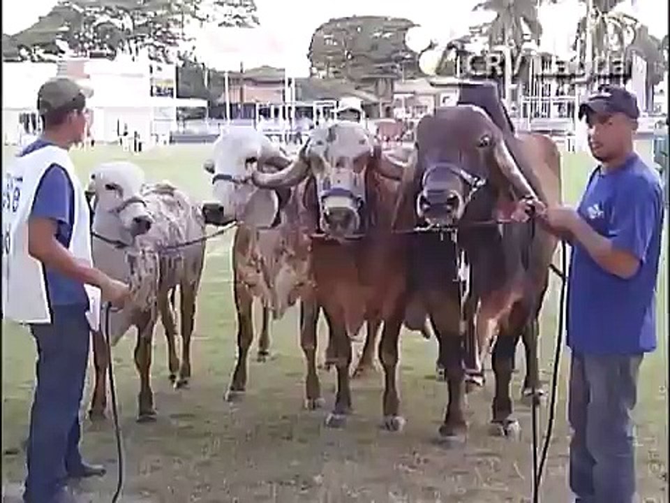 PROGÊNIE DO TOURO SANSÃO