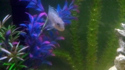 Blue Socolofi or Powder Blue African Cichlid?