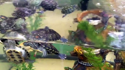 My Turtles 6 Months Later