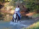 Gunner - AQHA Ranch Horse