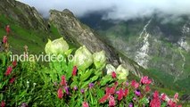Brahma Kamal State flower Uttarakhand India