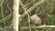 Close-up of Long-Eared Owlets--10 June 2015