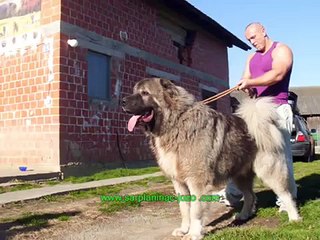 BIG DOGS from JOZO -Tel +491743552582  / Tel +385989920061 / www.SARPLANINAC-JOZO.com