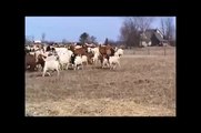 Herding Goats with Dogs : Blue the Border Collie