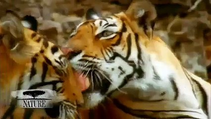 NATURE | Broken Tail: A Tiger's Last Journey | A Mischievous Tiger | PBS