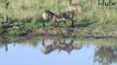 Young Waterbuck Fight Reflected
