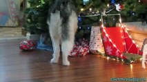 Dogs Opening Christmas Presents   Santa Paws Came! Oakley Puppys First Christmas