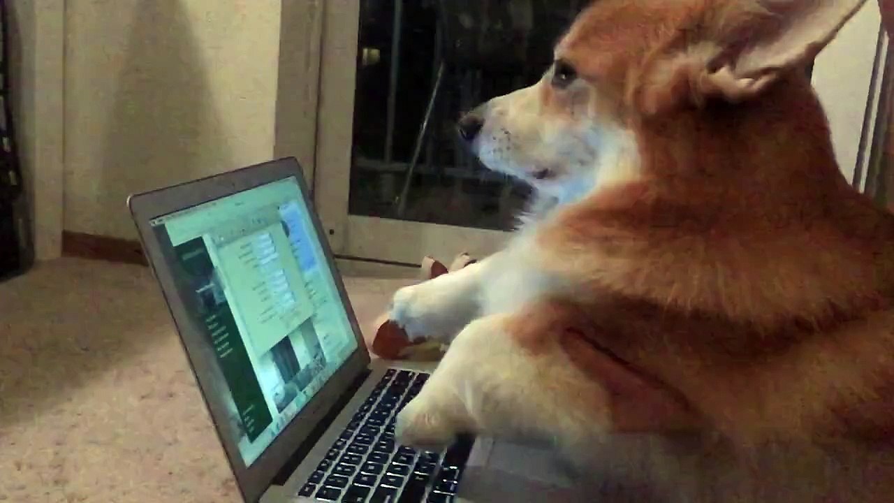 Odin the Corgi Typing Fur-iously