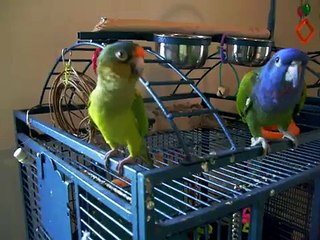 Talking Parrots