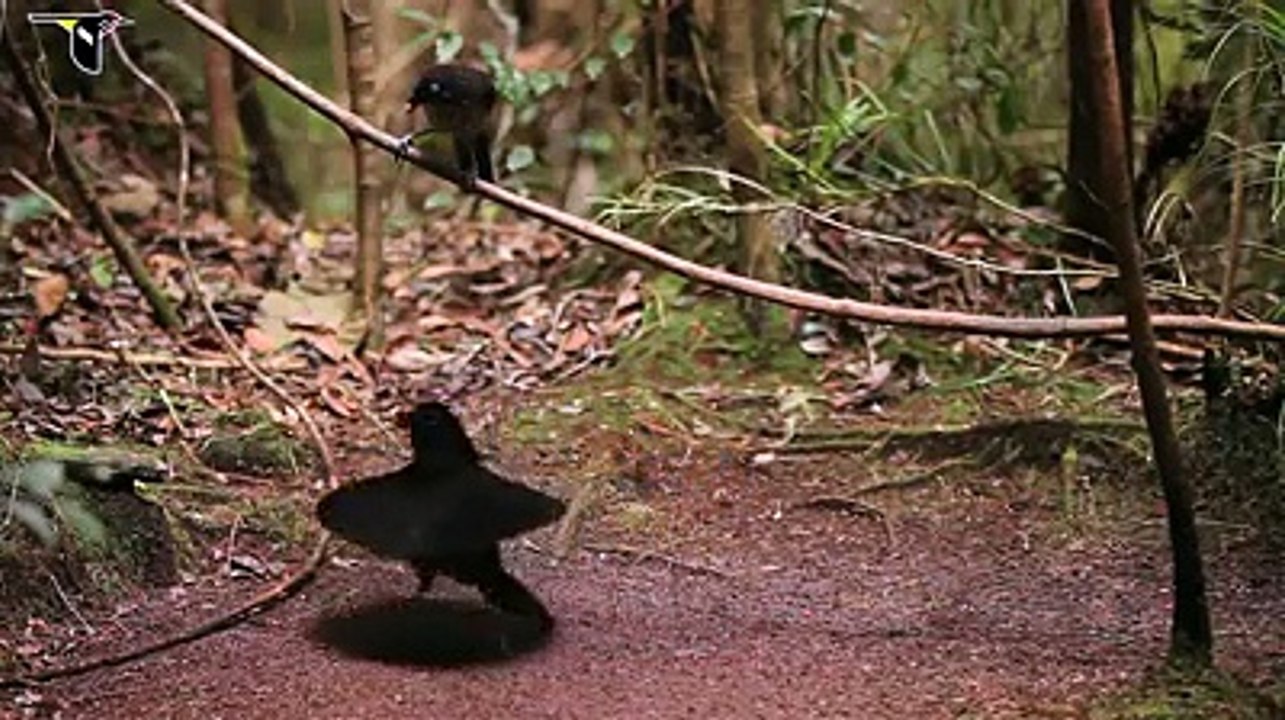 طيور في غينيا سبحان الله أول مرة نشوفهم حاجة لوكس