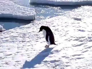 Penguin jumps into the water