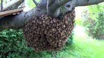 Déplacer un essaim d'abeilles à mains nues !