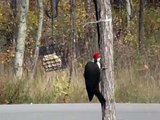 wood pecker..