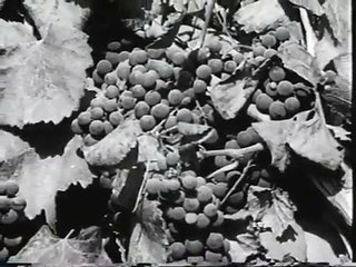 "entre ponerle y no ponerle".documental causas y consecuencias de alcoholismo en Chile