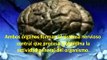 Psicología General - Sistema Nervioso - Neuronas - Impulso Nervioso - Cerebro Adolescente