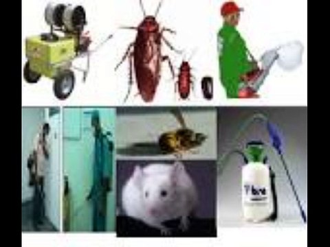 شركة الحجازى 0544401211 مكافحة حشرات المدينة المنورة