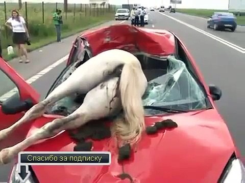 Авария с животным Жесть авария аварии аварий дтп