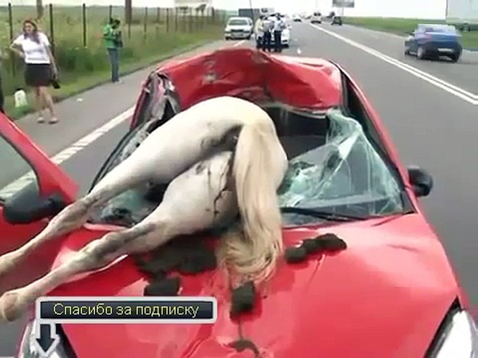 Авария с животным Жесть авария аварии аварий дтп