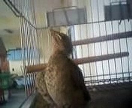 Filhotes de sabia Preta