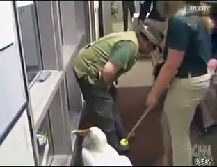 Pelican Nutshot Live on CNN - Right in the Crotch
