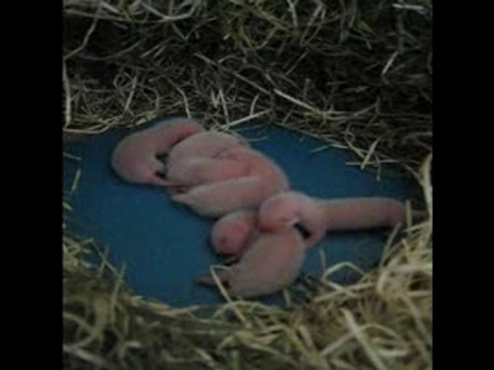 Les bébés de Yûmi, 3 jours déjà !