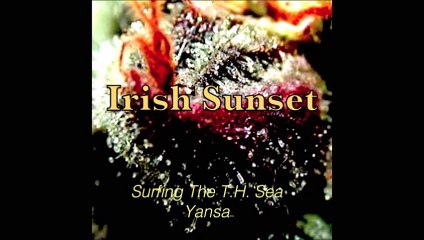 Yansa Skip - 2015 - Irish Sunset - Beija Flors Crystal Mix.