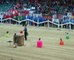 Opening show at agility world championship 2010