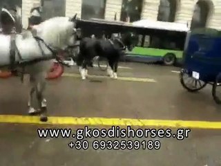 Παρέλαση αμαξών και αλόγων στην Βερόνα - Άλογα Γκοσδής