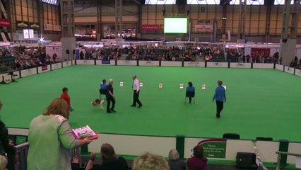 Inter-Regional Obedience - Class B - Stays | Crufts 2015