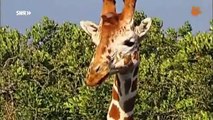 Giraffe | 3,2,1...keins! Das OLI-Quiz | Kindernetz