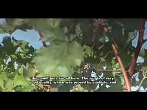 Metohia monastery wines - Метохијски виногради - Metohija